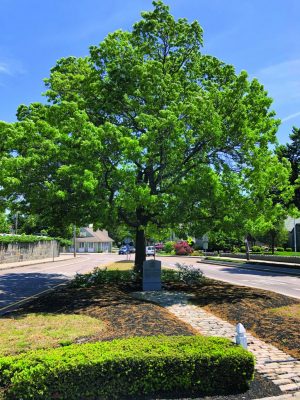 sm-libertytree-300x400